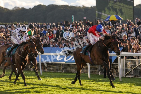 141023-Race 7-Star Ahoy-0696 - Race 7 4.45pm Coral 'Committed To Safer Gambling' Finale Handicap