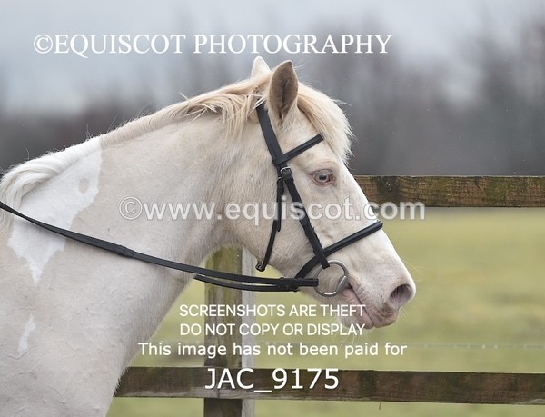 JAC_9175 - CLASS 1 60CM