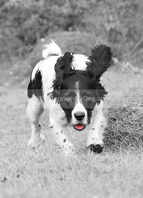  - English Springer Spaniels