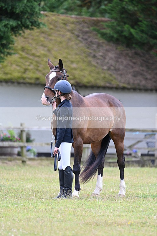 WJ7_7012 - Class 5a Most Handsome Gelding in Hand