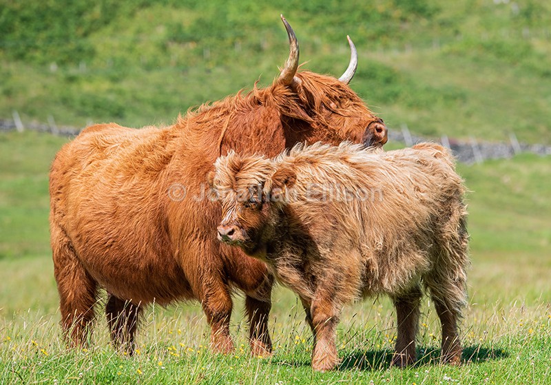 Highland Cows - Scotland