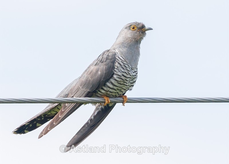 Cuckoo - Latest Images