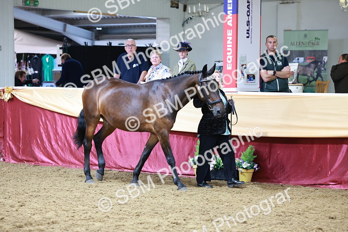 SBM_20085 - Class C - Novalty Champ