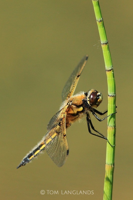 Four-spotted Chaser - Macro
