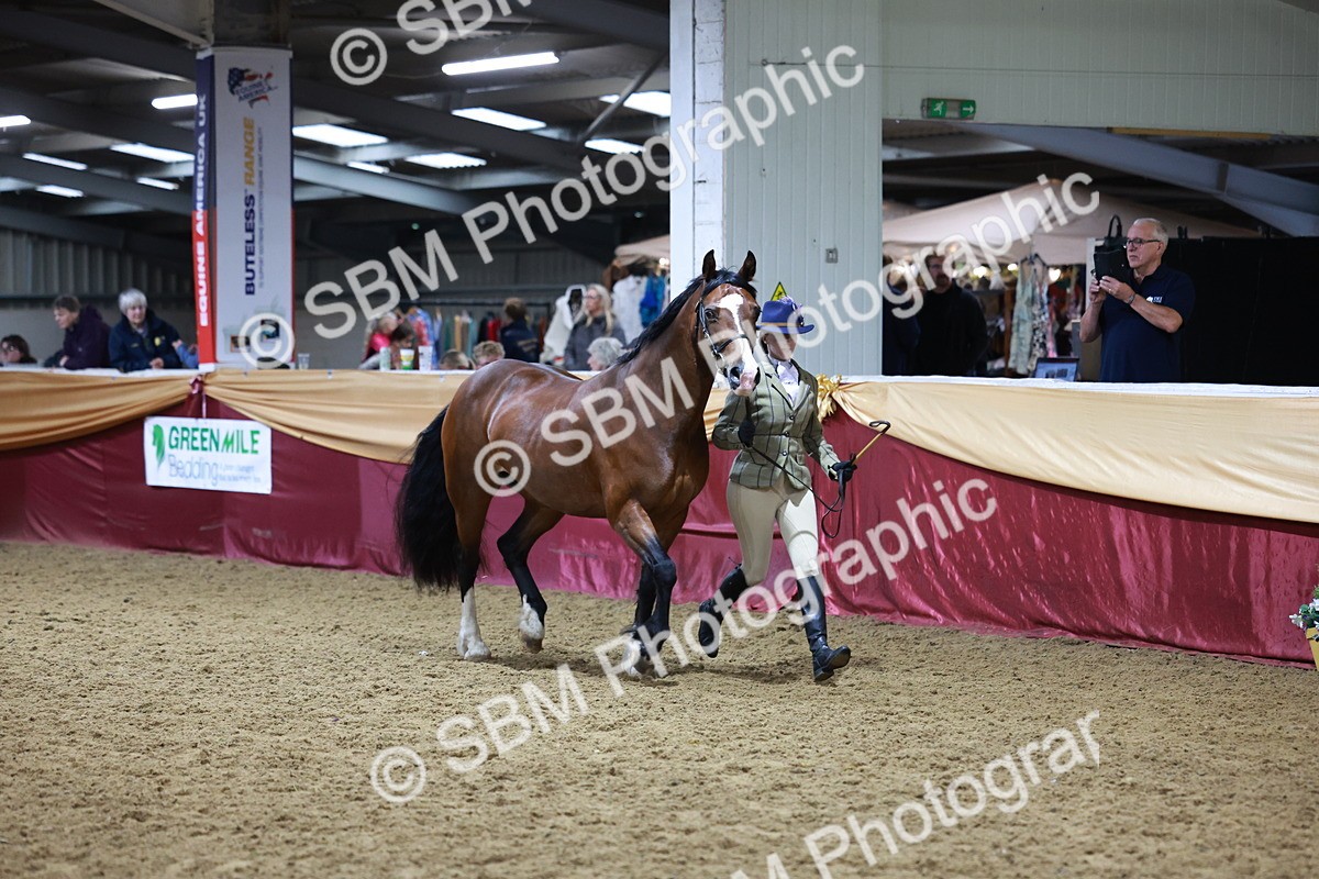 SBM_20395 - Class F - IH Small (148cm & Under)Champ