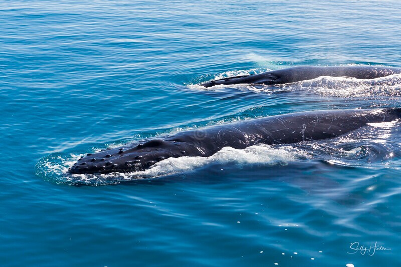 _16A1229 - 2024 Hervey Bay Whales