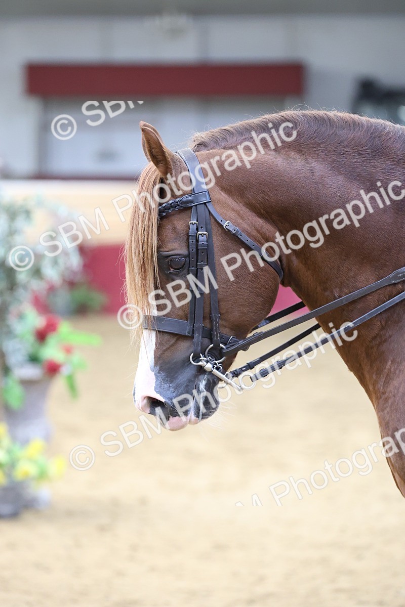 SBM_23652 - class 906 - Supreme Final - Ridden Pre Vet
