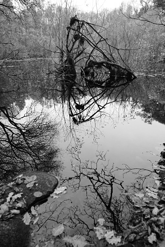  - Woodland