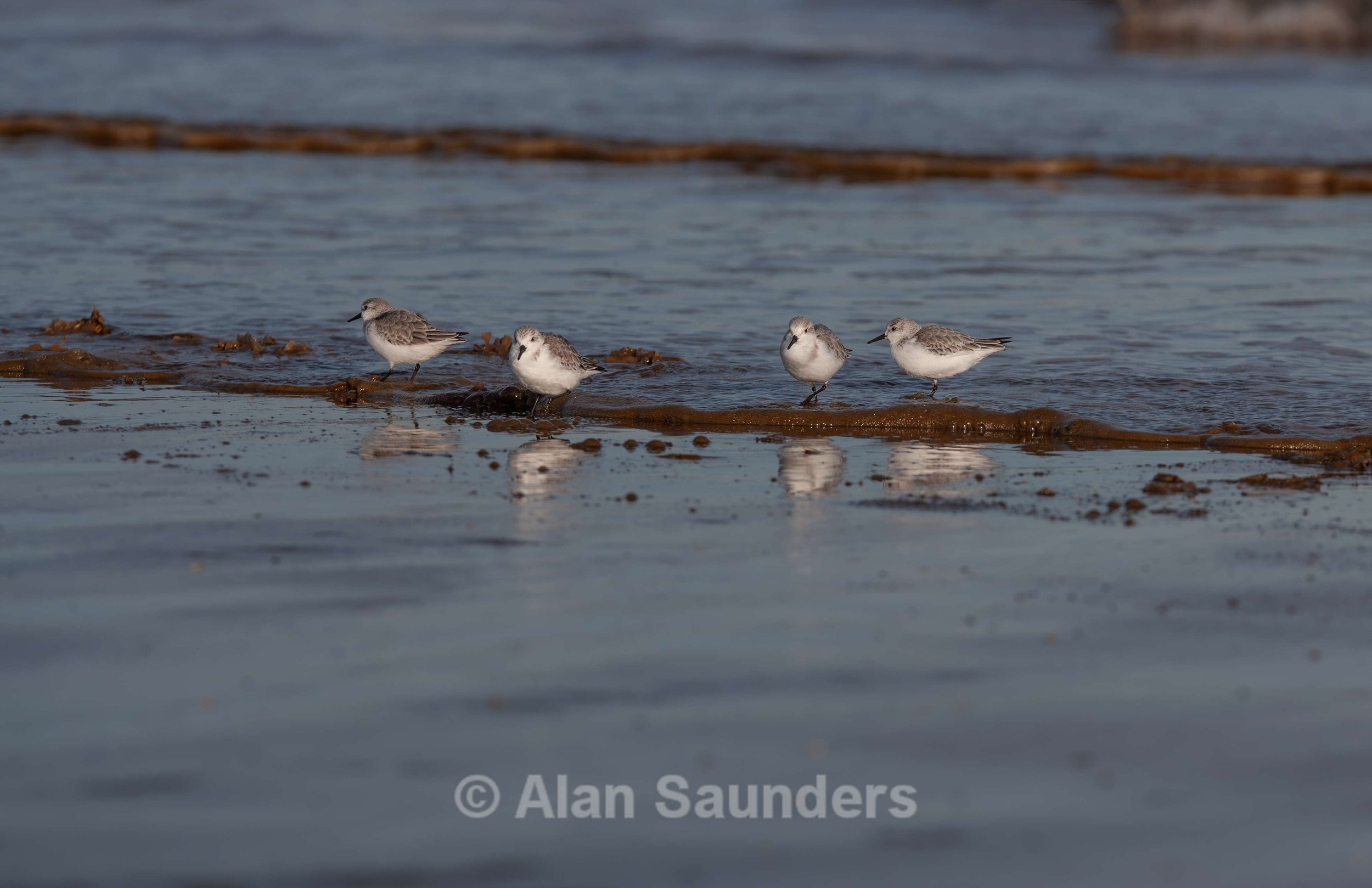 Sanderling 4