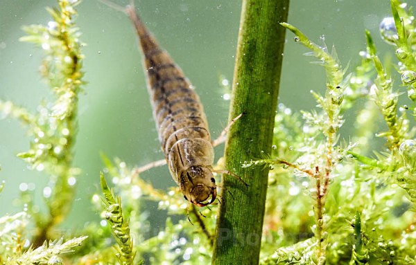 Diving beetle larva - Freshwater Life
