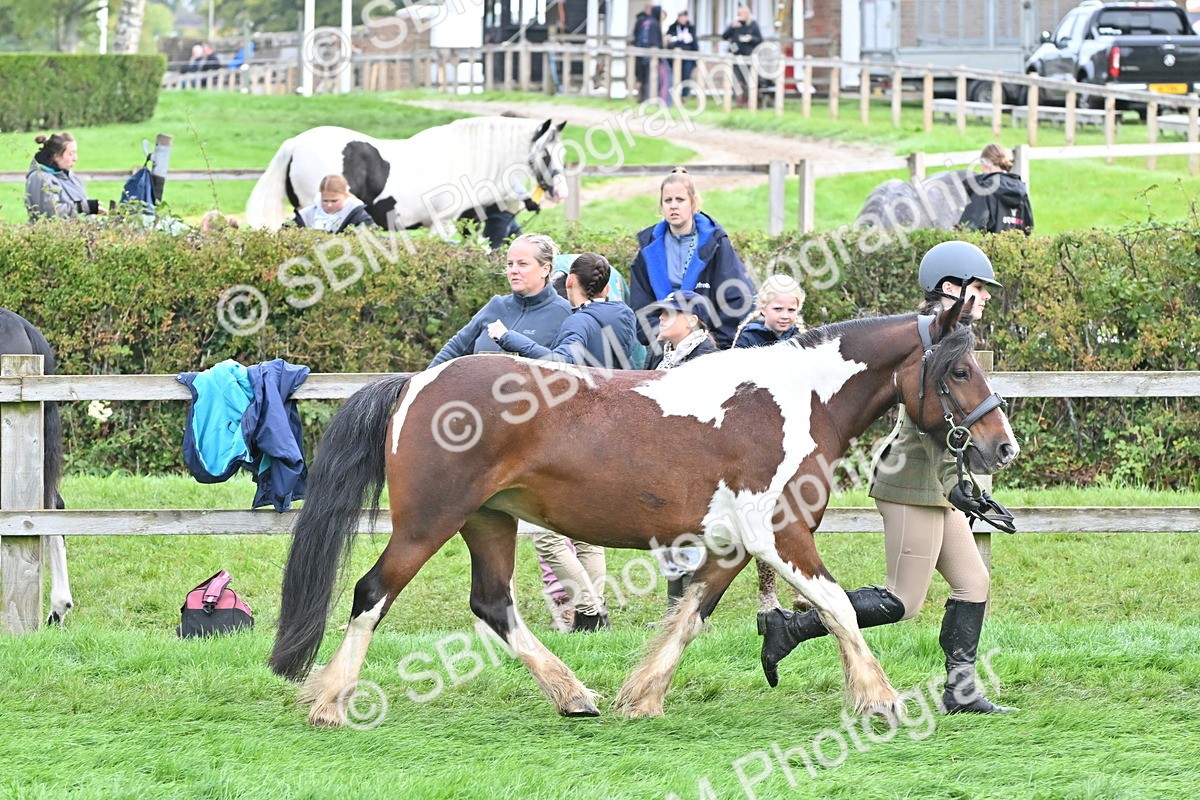 SBM_56952 - S45 - Coloured Pony In Hand