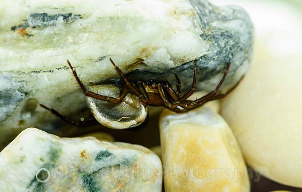 Diving Bell spider - Freshwater Life