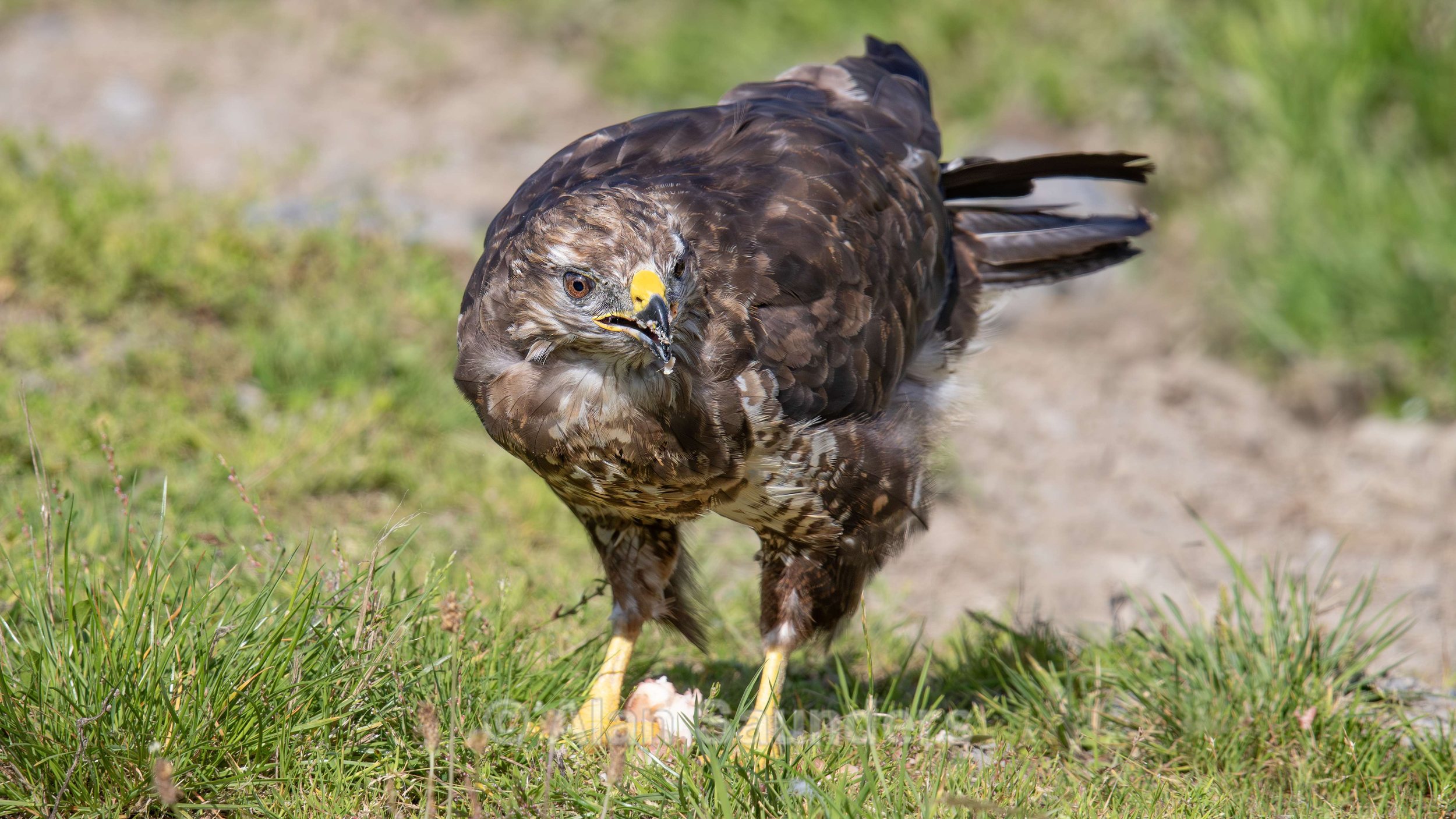 Common Buzzard 5