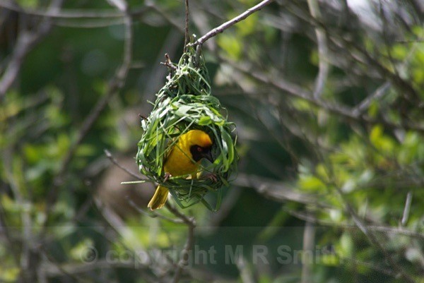 Southern Masked Weaver - SA - BIRDS & INSECTS