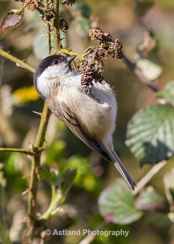 Astland Photography, Bird and Wildlife Images, Susan and Peter Wilson, U.K.