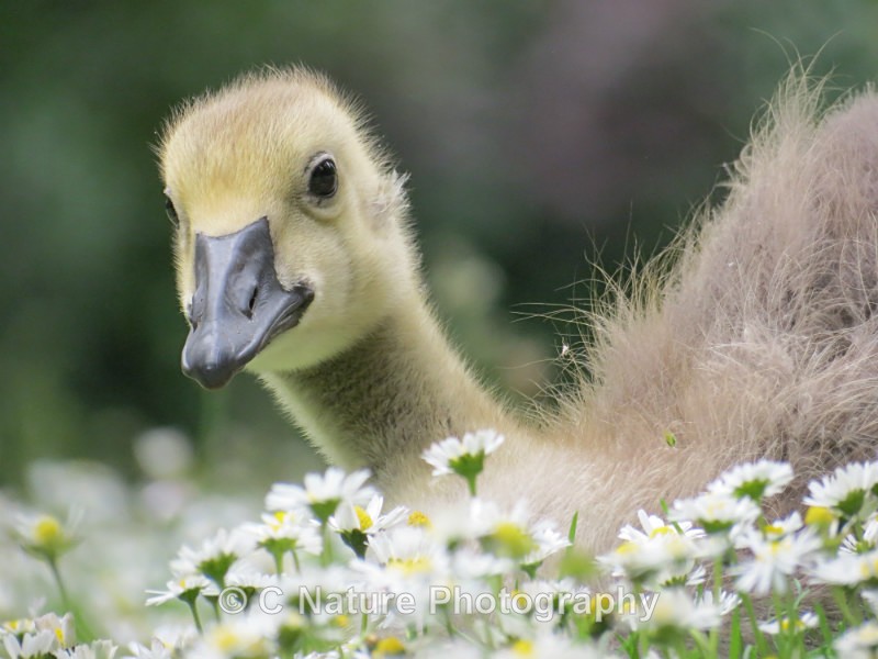 Gosling - Birds