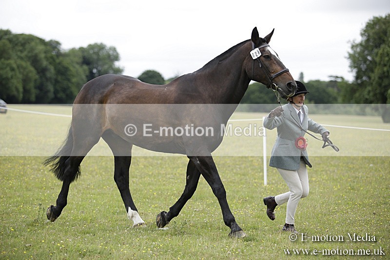 BVR160717-1102 - In Hand Championship 16/07/17