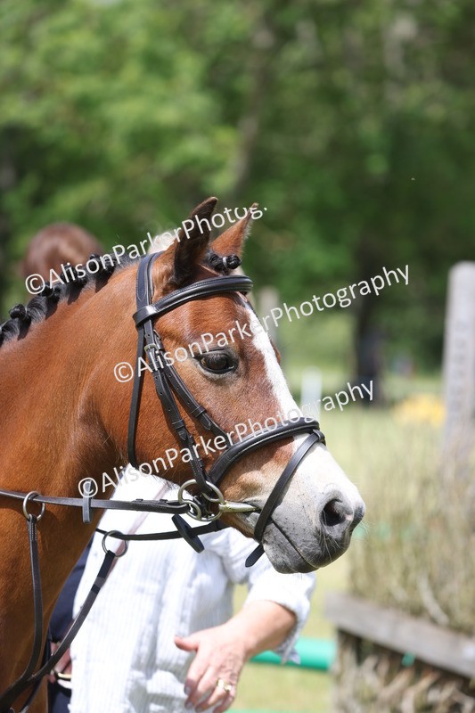 20260614-1742 - Class 21 - Novice Working Hunter Pony
