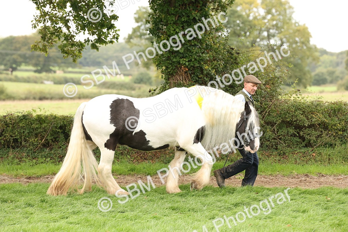SBM_60823 - In Hand Horse Supreme Championship