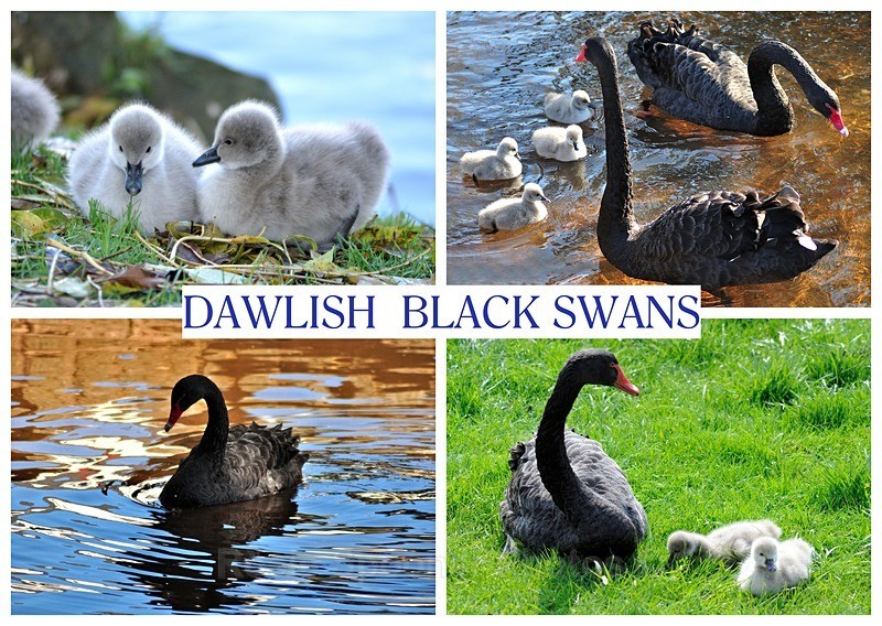RSPO31 - Black Swan Collage postcard - Dawlish Postcards