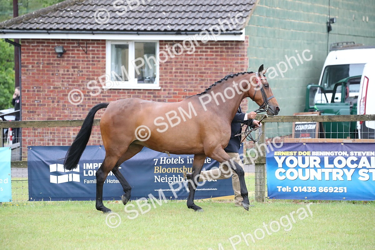 SBM_00133 - Class 17-20 - Arab & Part Bred - Anglo Arab In Hand