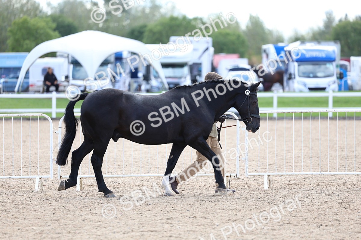 SBM_15315 - Class 312 - IH Competition Horse-Pony