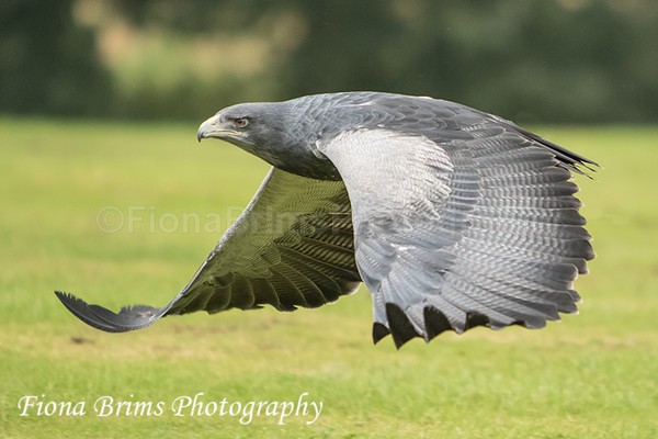 ICBP-97 - Birds of Prey