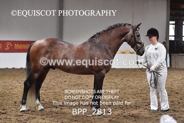 BPP_2813 - LOOSE JUMPING / SPSS