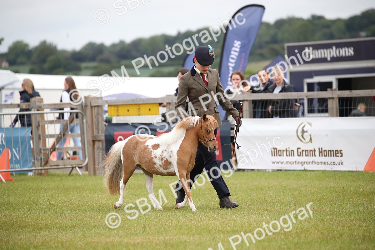 SBM_03926 - Class 23-25 - British Miniature Horse of the Year