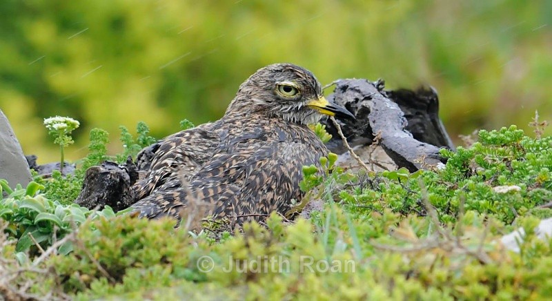 Spotted Thick Knee lying in rain - South Africa Birds and Mammals