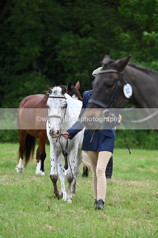 WJ7_4576 - Class 14B Prettiest Mare