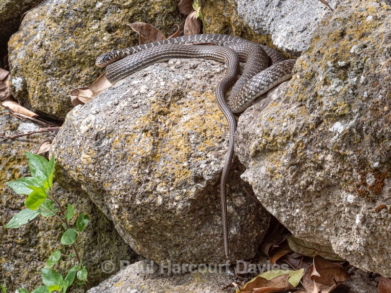 Green whip snake (Hierophis viridiflavus) - Ten Metres from Home 2021