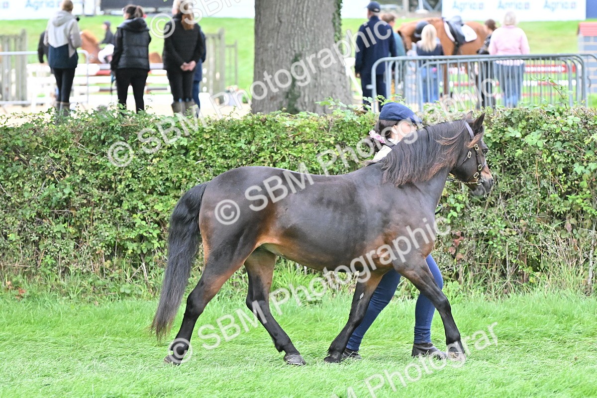 SBM_60972 - S48 - Mountain & Moorland In Hand Small Breeds