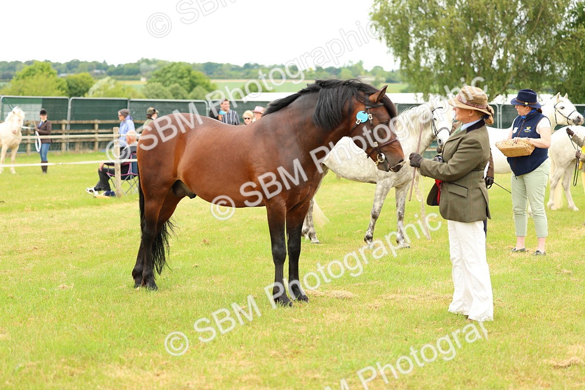 SBM_04234 - Class 64-67 - Shetland Pony In Hand