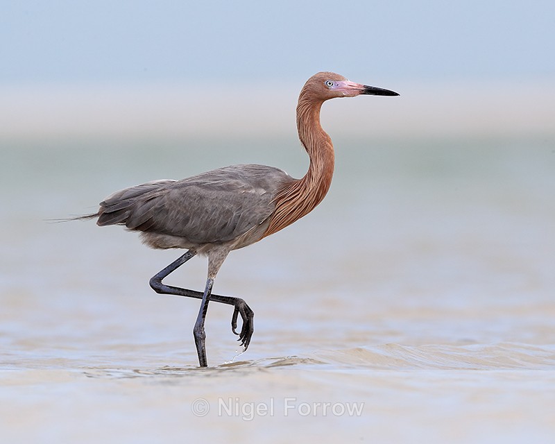Reddish Egret, Fort De Soto Park, Florida - Reddish Egret