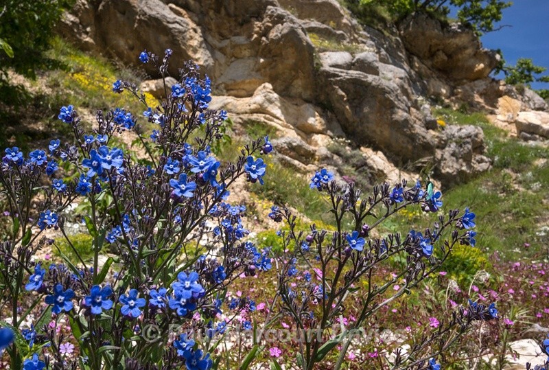 - Plants: wide-angle