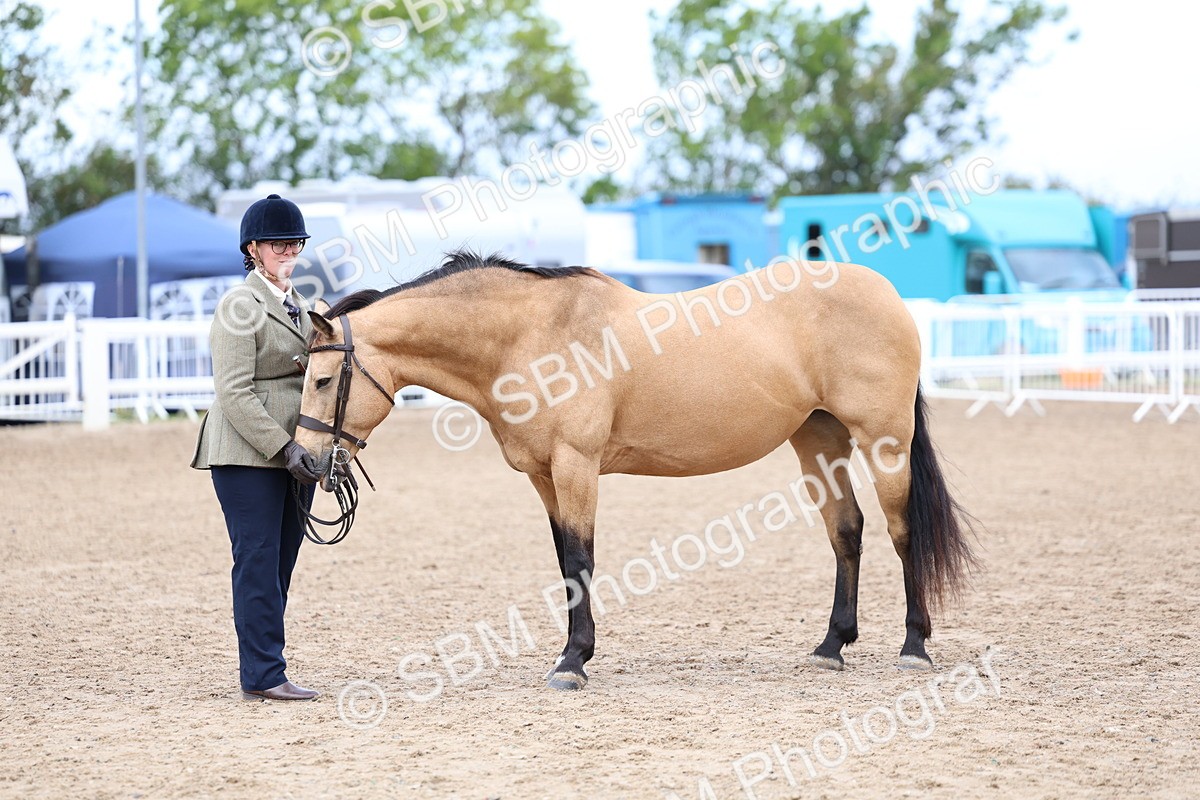 SBM_01501 - Class 17 - Prettiest Mare