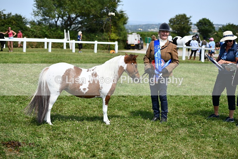 DSC_7962 - Coloured Horse In Hand Championship