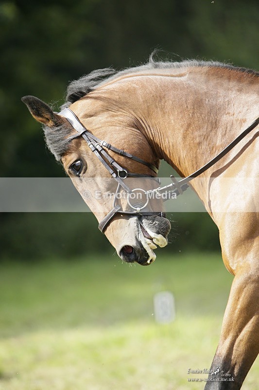 BVRC 120921 323 - Bourne Valley Riding Club UA Dressage & Show Jumping 12/09/21