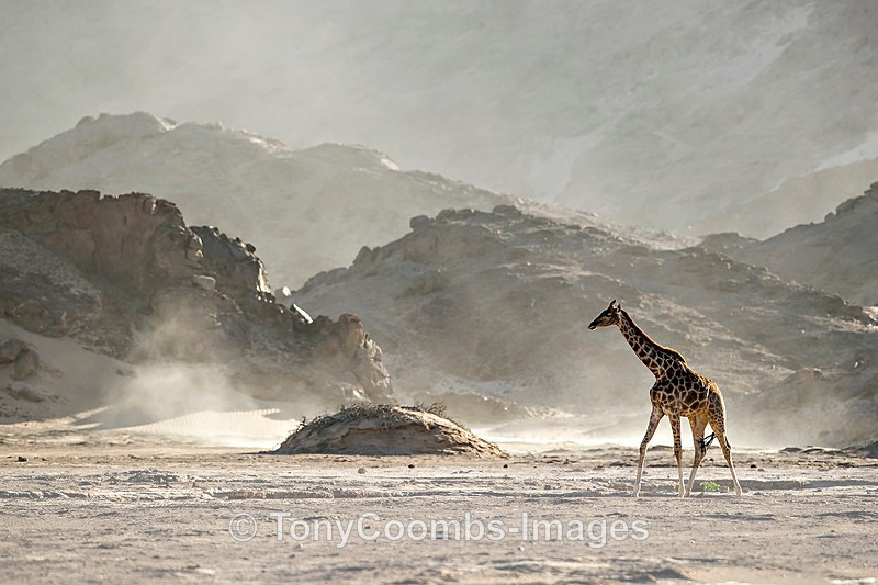 Giraffe (Angolan) - The Hoanib