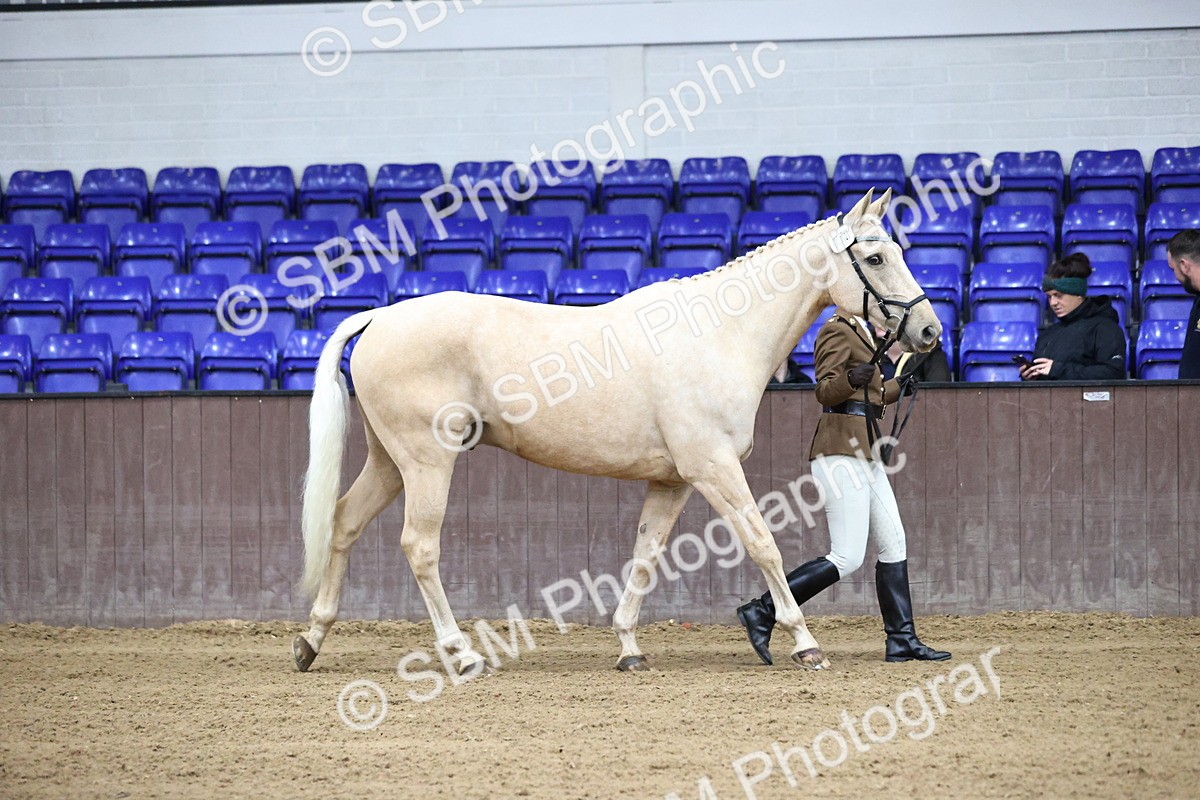 SBM_5177 - Class 39 - In Hand Gelding