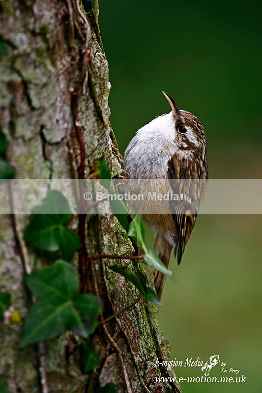 Tree Creeper 240306 025 - Nature