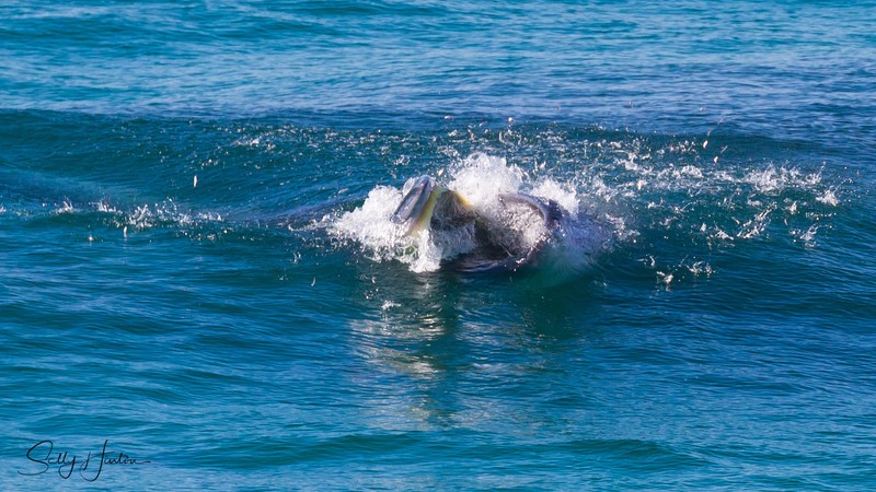 Whale Feeding 3
