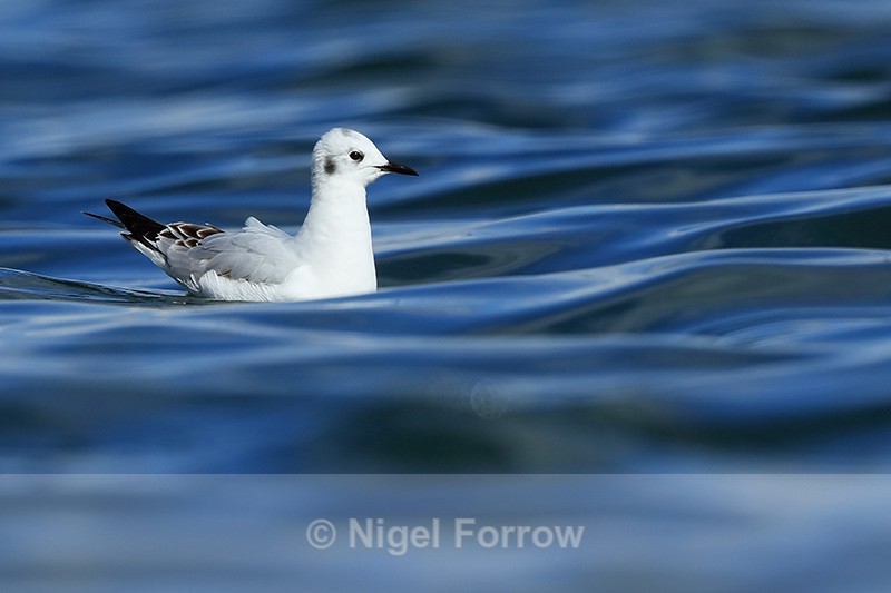 Bonaparte's Gull on water, Farmoor Reservoir - Bonaparte's Gull