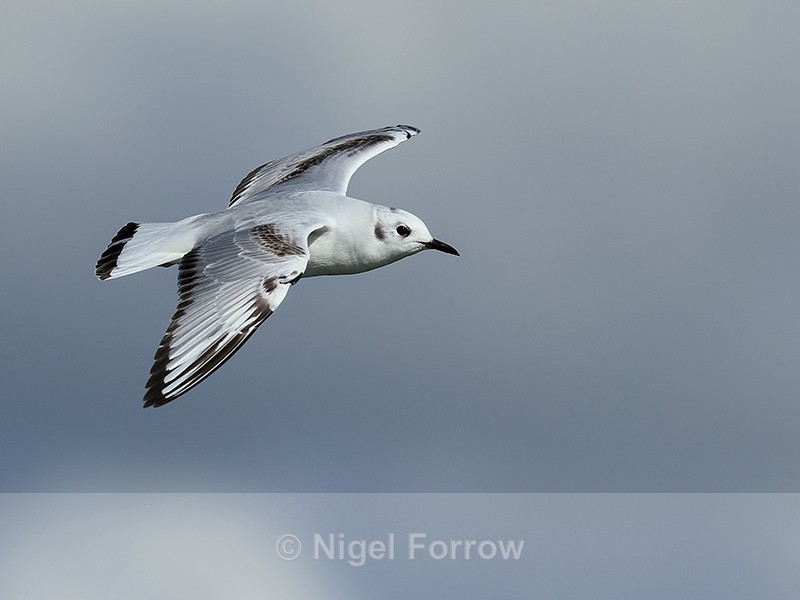 Bonaparte's Gull gliding, Farmoor Reservoir - Bonaparte's Gull