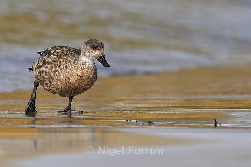 Crested Duck waddling on beach, Carcass Island, Falklands - Crested Duck