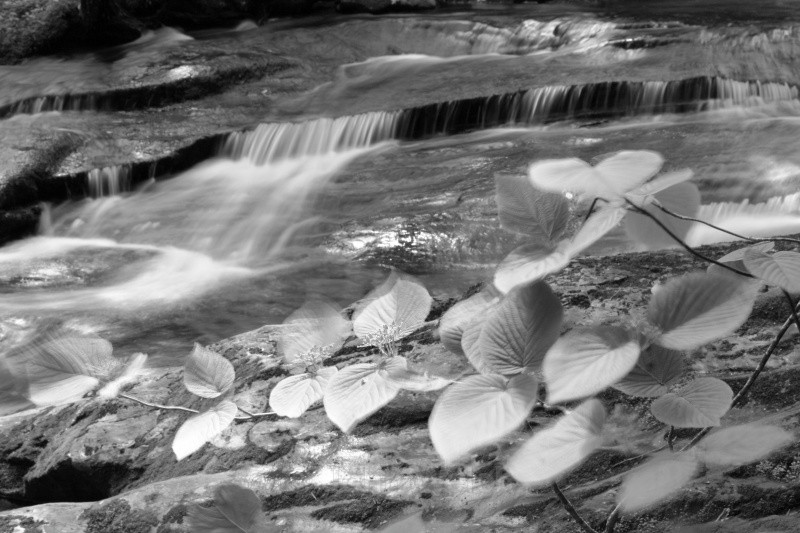 Hobblebush at Gordon Falls B & W - White Mountain National Forest and Northern New Hampshire