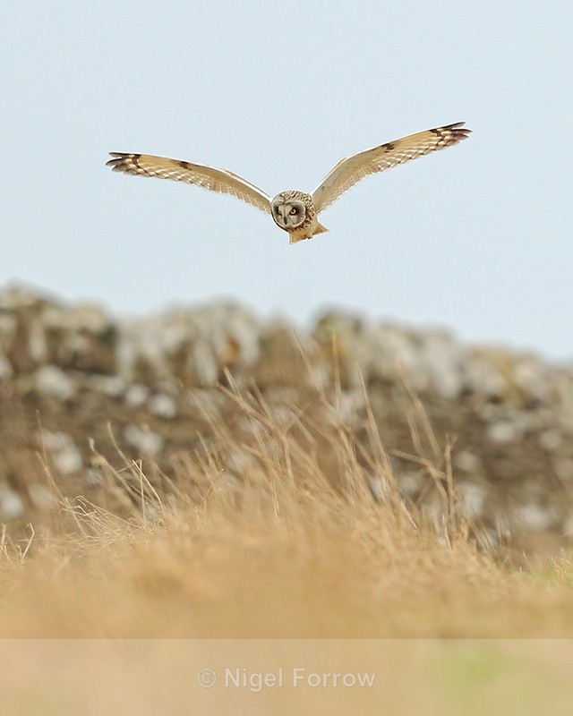 Short-eared Owl gliding low, Hawling, Gloucestershire - Short-eared Owl