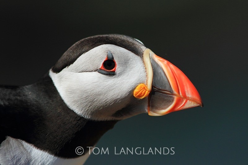 Puffin - Gannets and Puffins