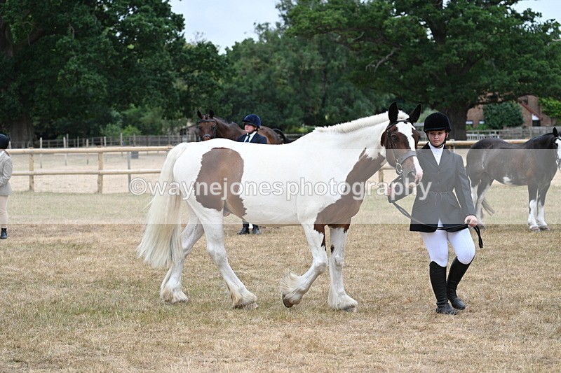 WJ7_0053 - Class 5a Most Handsome Gelding (above 14.2hh)